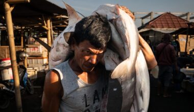 Diverses espèces de requins, dont certaines sont menacées d’extinction, ont été ramenées à l’aube par des pêcheurs au port de Tanjung Luar, le lundi 9 juin 2025, à Lombok Est, en Indonésie.