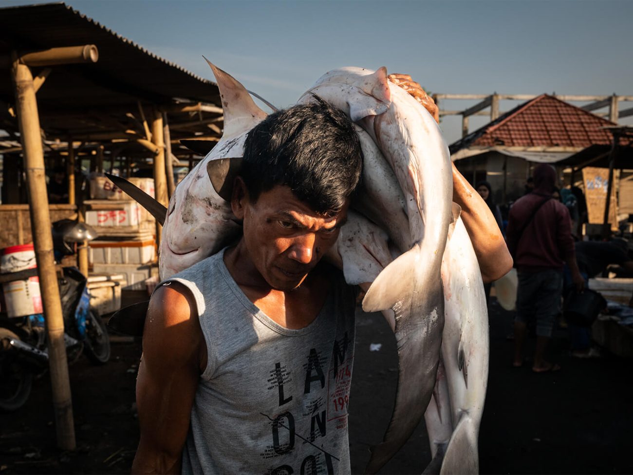 Diverses espèces de requins, dont certaines sont menacées d’extinction, ont été ramenées à l’aube par des pêcheurs au port de Tanjung Luar, le lundi 9 juin 2025, à Lombok Est, en Indonésie.