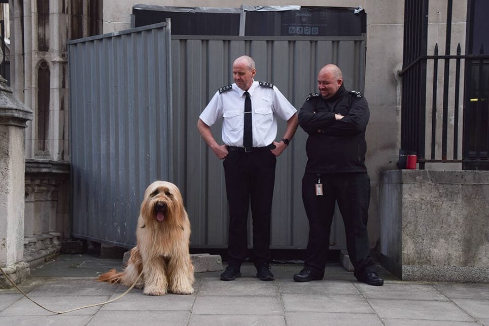 Un chien est assis à côté du personnel de sécurité debout devant les clôtures recouvrant la dernière œuvre de Banksy sur le mur de la Royal Courts of Justice de Londres