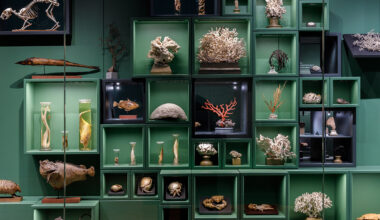 Vue du cabinet d’histoire naturelle de Jean Hermann au musée Zoologique de Strasbourg