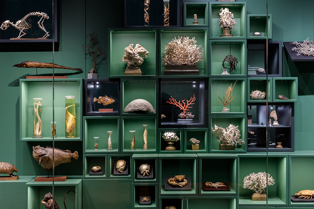 Vue du cabinet d’histoire naturelle de Jean Hermann au musée Zoologique de Strasbourg