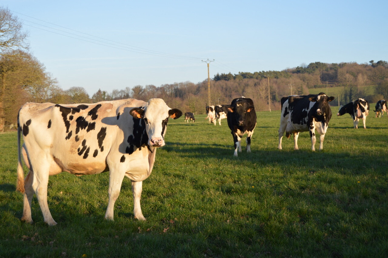 JA Bretagne et FRSEA réclament un plan d’anticipation