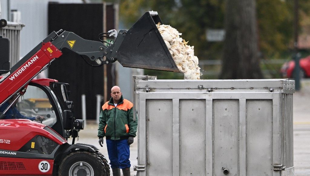 Grippe aviaire : un demi-million d'oiseaux et volailles abattus en Allemagne, craintes en France et aux Etats-Unis