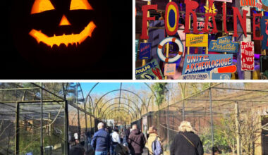 Brocantes, zoo, animations d'Halloween, expos... Que faire du côté de Lille le dimanche 26 octobre ?