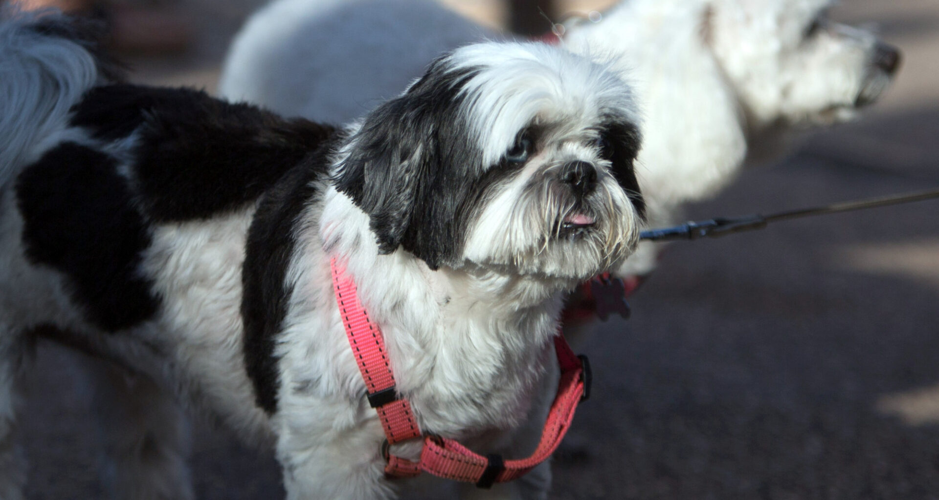 un chien coincé dans le tramway de Nice traîné sur plusieurs mètres