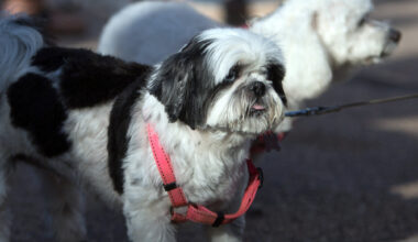 un chien coincé dans le tramway de Nice traîné sur plusieurs mètres