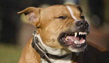 Un chien enragé fait trois blessés près de Toulouse : mordue par l’animal, une enfant de 2 ans héliportée en urgence