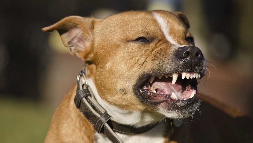 Un chien enragé fait trois blessés près de Toulouse : mordue par l’animal, une enfant de 2 ans héliportée en urgence