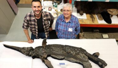 Ce fossile de « dragon épée du Dorset », découvert dans le sud de l’Angleterre, est unique