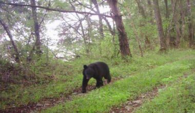 les ours attaquent même dans les villes
