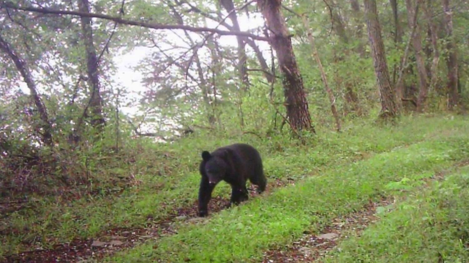 les ours attaquent même dans les villes