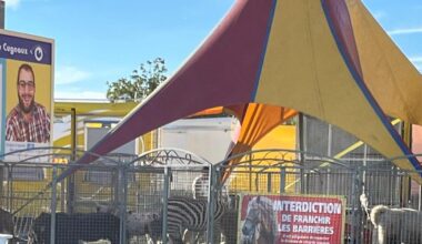 "J’entends les animaux brailler le matin" : dans cette ville près de Toulouse, l’installation d’un cirque crée la polémique