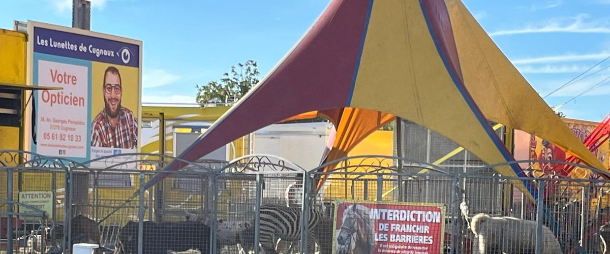 "J’entends les animaux brailler le matin" : dans cette ville près de Toulouse, l’installation d’un cirque crée la polémique