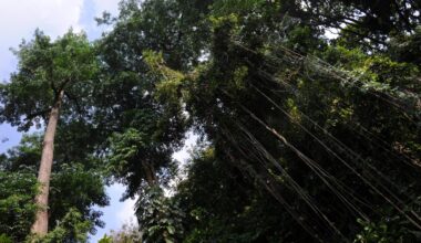 la Commission européenne propose un nouveau report d’un an