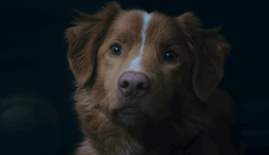 « Good Boy », film d’horreur du point de vue d’un chien ne sera visible que 48 heures en salles, voici pourquoi