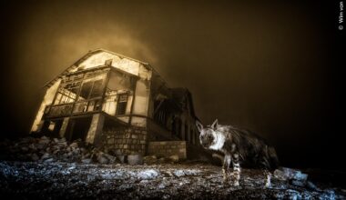 Voilà la plus belle photo animalière de l’année, et il y avait de la concurrence