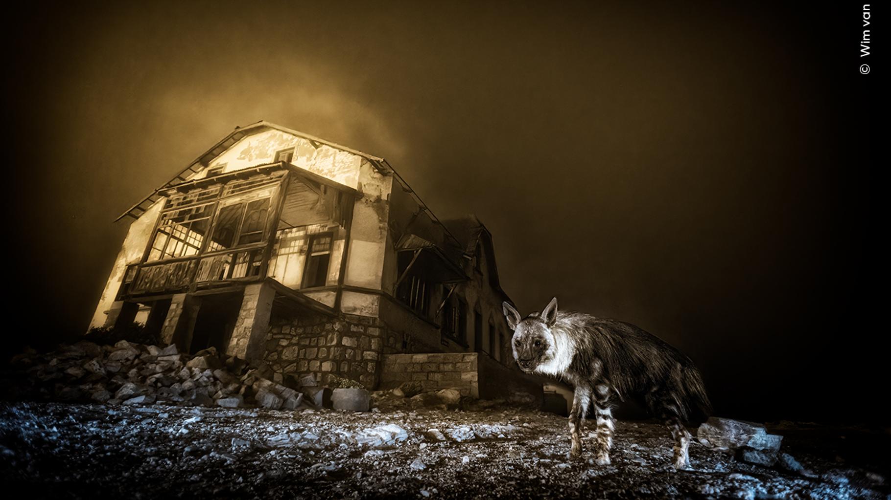 Voilà la plus belle photo animalière de l’année, et il y avait de la concurrence