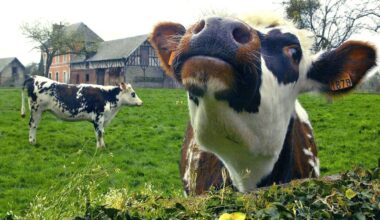 La France suspend ses exportations bovines pour 15 jours face à la propagation d’une maladie