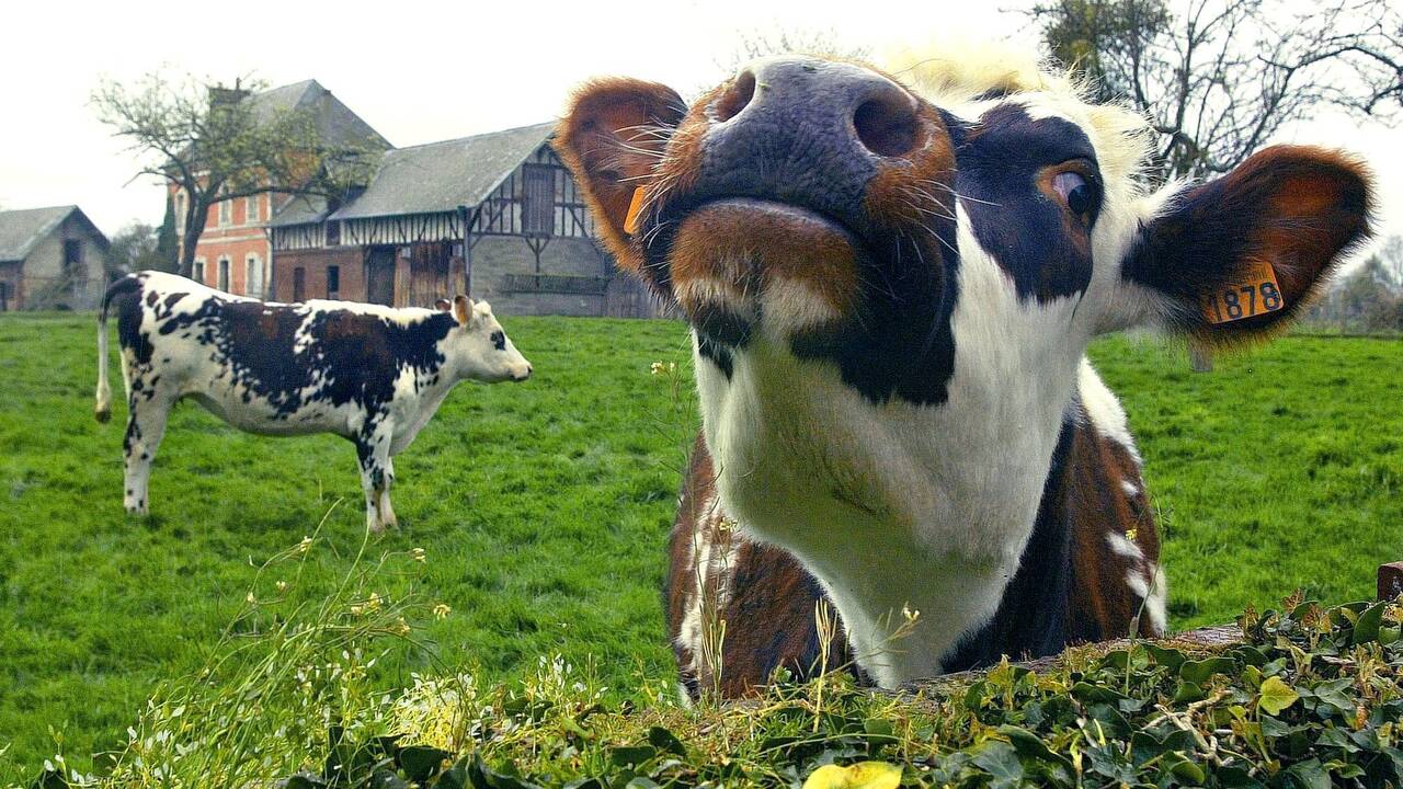 La France suspend ses exportations bovines pour 15 jours face à la propagation d’une maladie