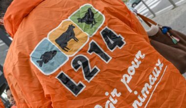 "L’image du club est entachée" : les militants L214 veulent se mobiliser avant un match de l’USAP