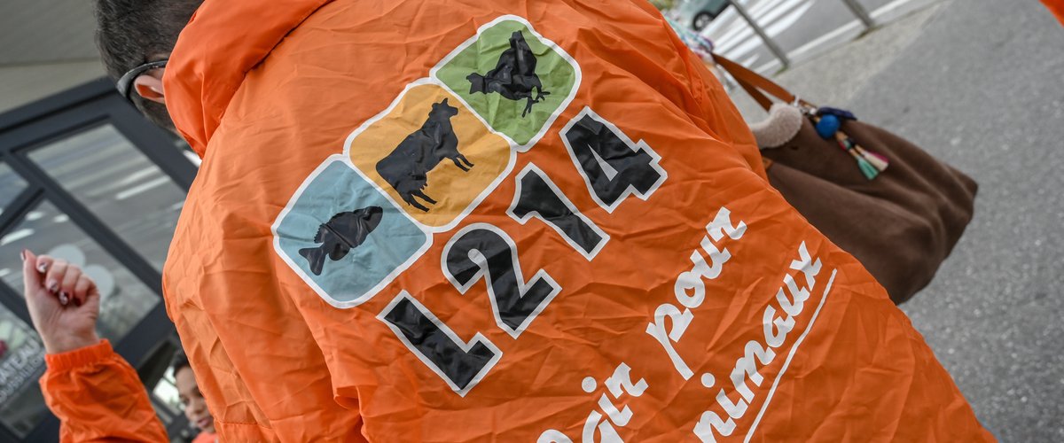 "L’image du club est entachée" : les militants L214 veulent se mobiliser avant un match de l’USAP