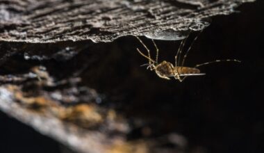 Le moustique est arrivé en Islande, et c’est une mauvaise nouvelle pour les habitants