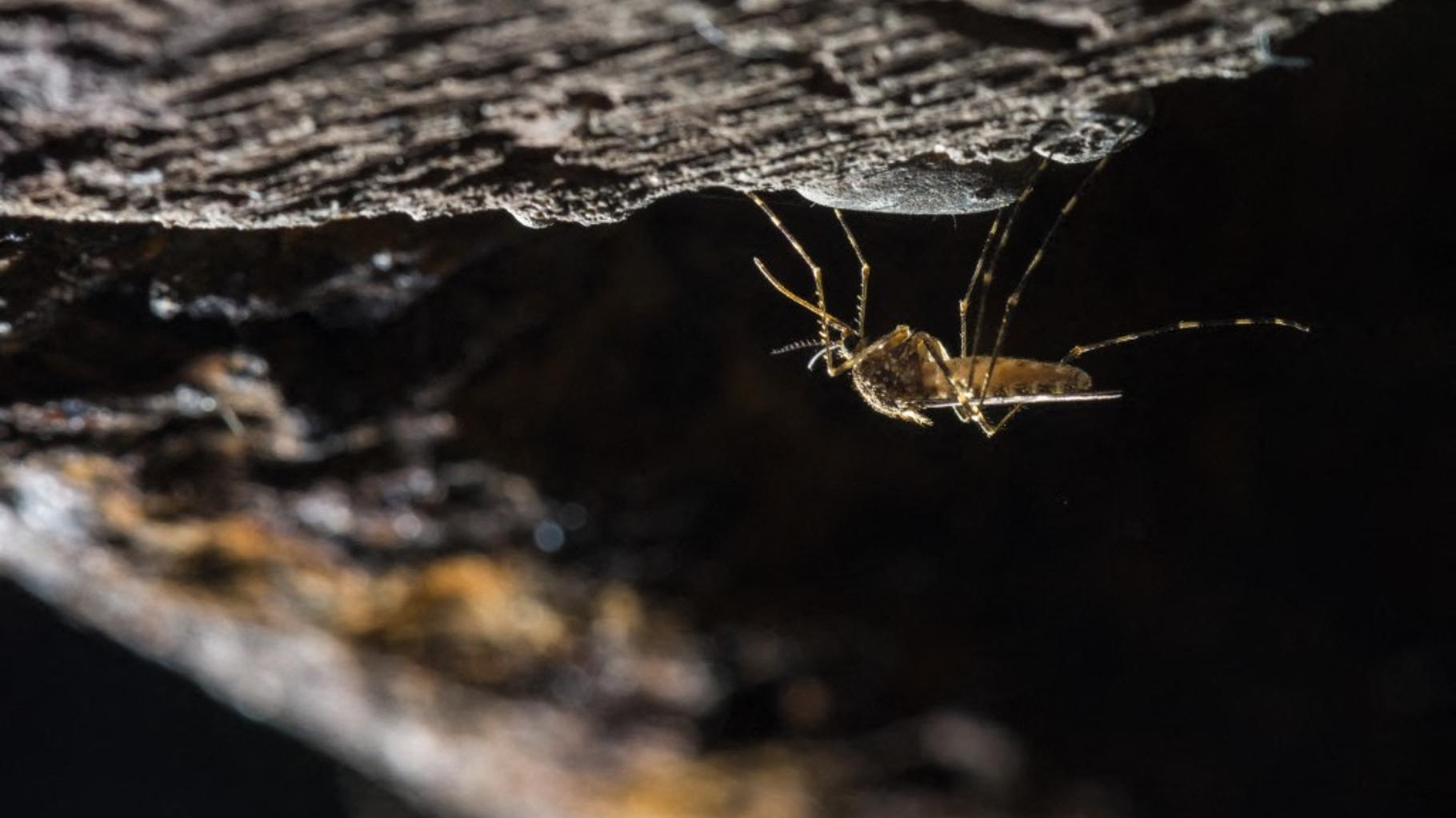 Le moustique est arrivé en Islande, et c’est une mauvaise nouvelle pour les habitants