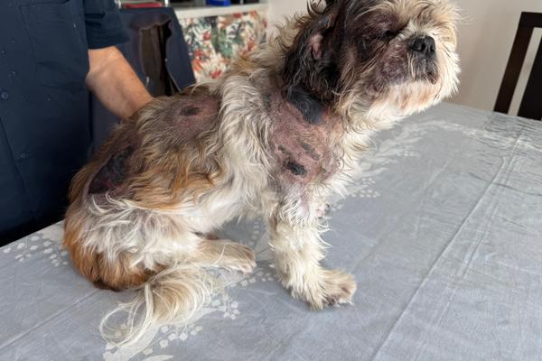 Stan, un shih tzu de 10 ans, a de multiples plaies nécrosées sur le corps. 