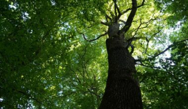 Pulnoy. Affouages en forêt, du bois de chauffage pour les Pulnéens