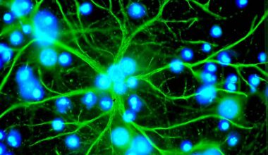 Dans le cerveau, les astrocytes consolident la mémoire