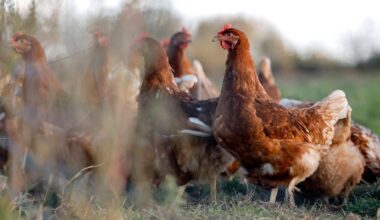 L’infection «très dynamique» de grippe aviaire en Allemagne tourne parfois au «cauchemar»