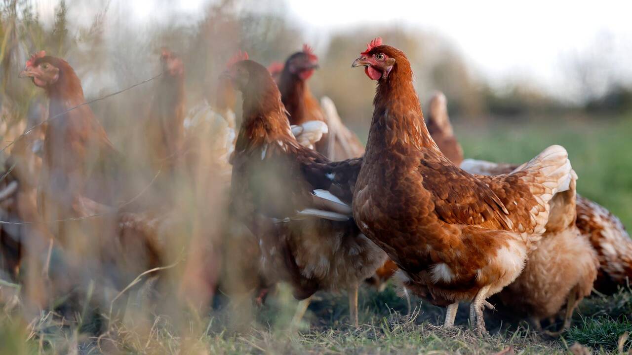 L’infection «très dynamique» de grippe aviaire en Allemagne tourne parfois au «cauchemar»