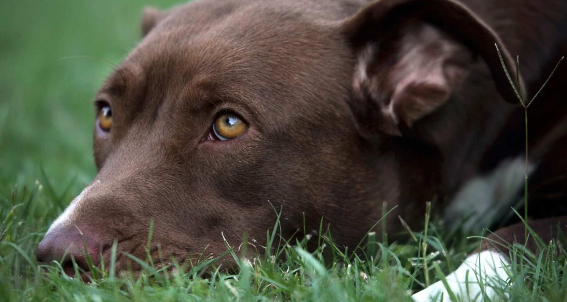 un chien enfermé une semaine dans une voiture sauvé par des policiers