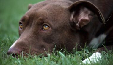 un chien enfermé une semaine dans une voiture sauvé par des policiers