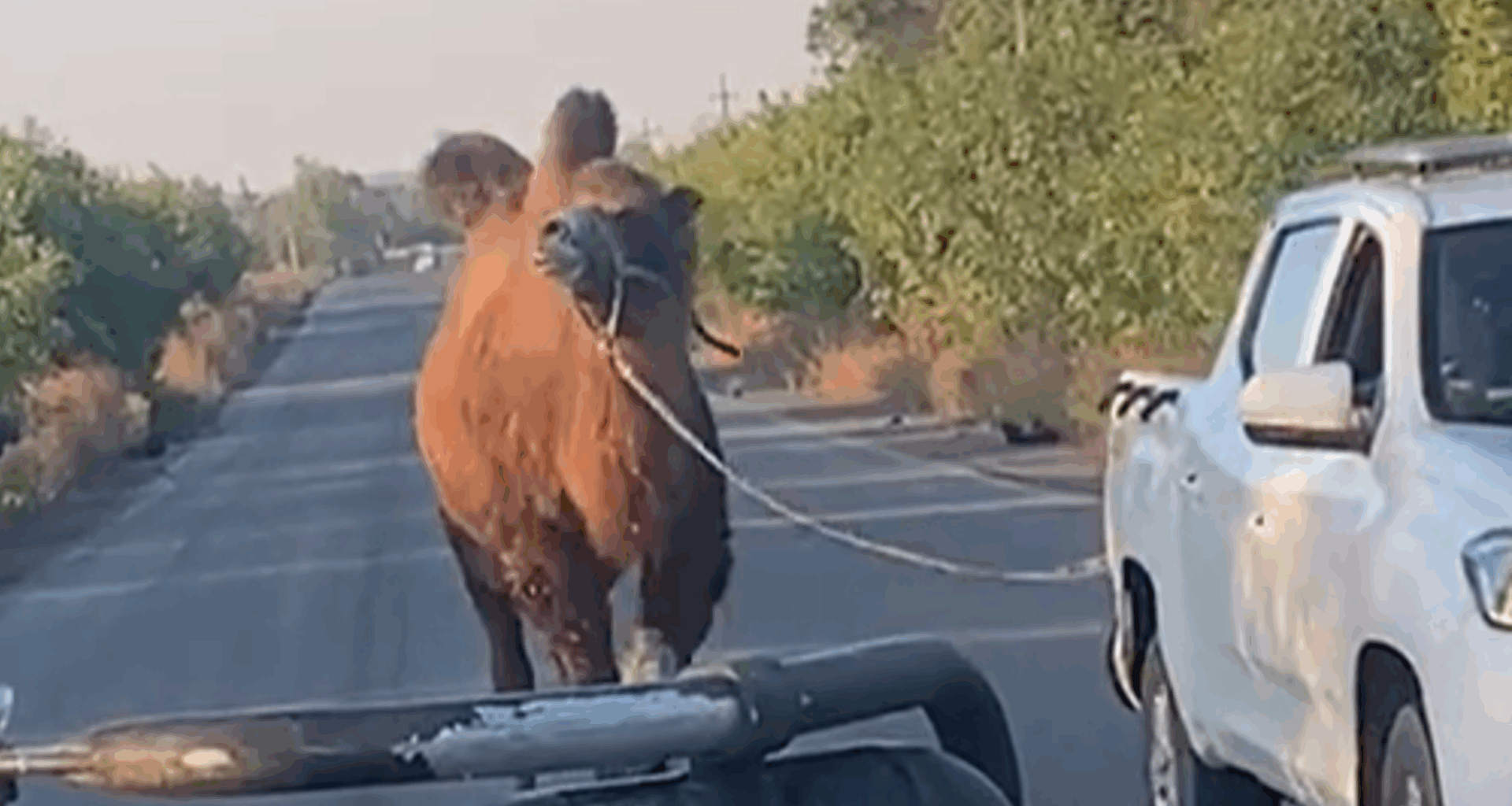 Guerre en Ukraine : un chameau utilisé par l'armée russe sauvé par des soldats ukrainiens