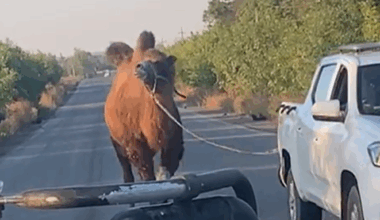 Guerre en Ukraine : un chameau utilisé par l'armée russe sauvé par des soldats ukrainiens