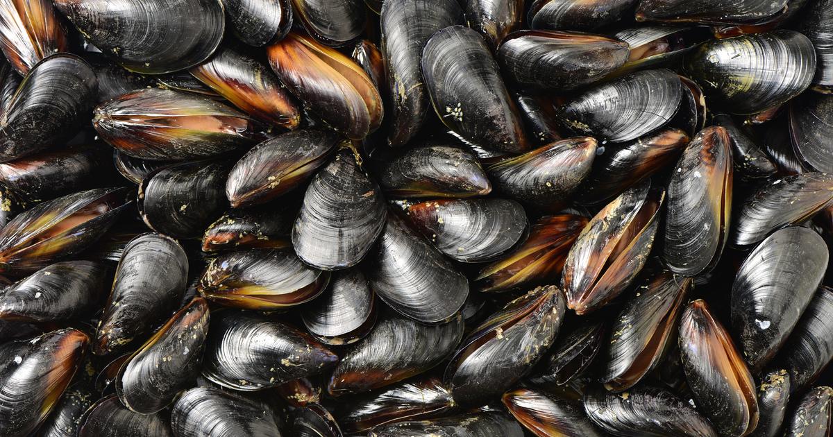 des cargaisons de moules britanniques refoulées par les douanes françaises