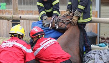 Saint-Just-Malmont : un cheval tombé dans un regard secouru et sauvé