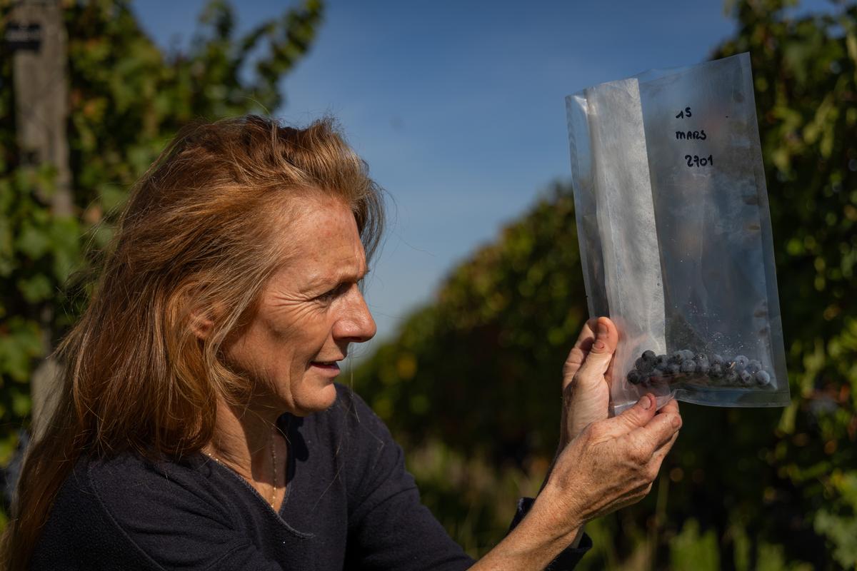 « Notre rôle n’est pas de choisir à la place des viticulteurs, mais de leur montrer comment le matériel végétal peut les aider », explique Agnès Destrac-Irvine.