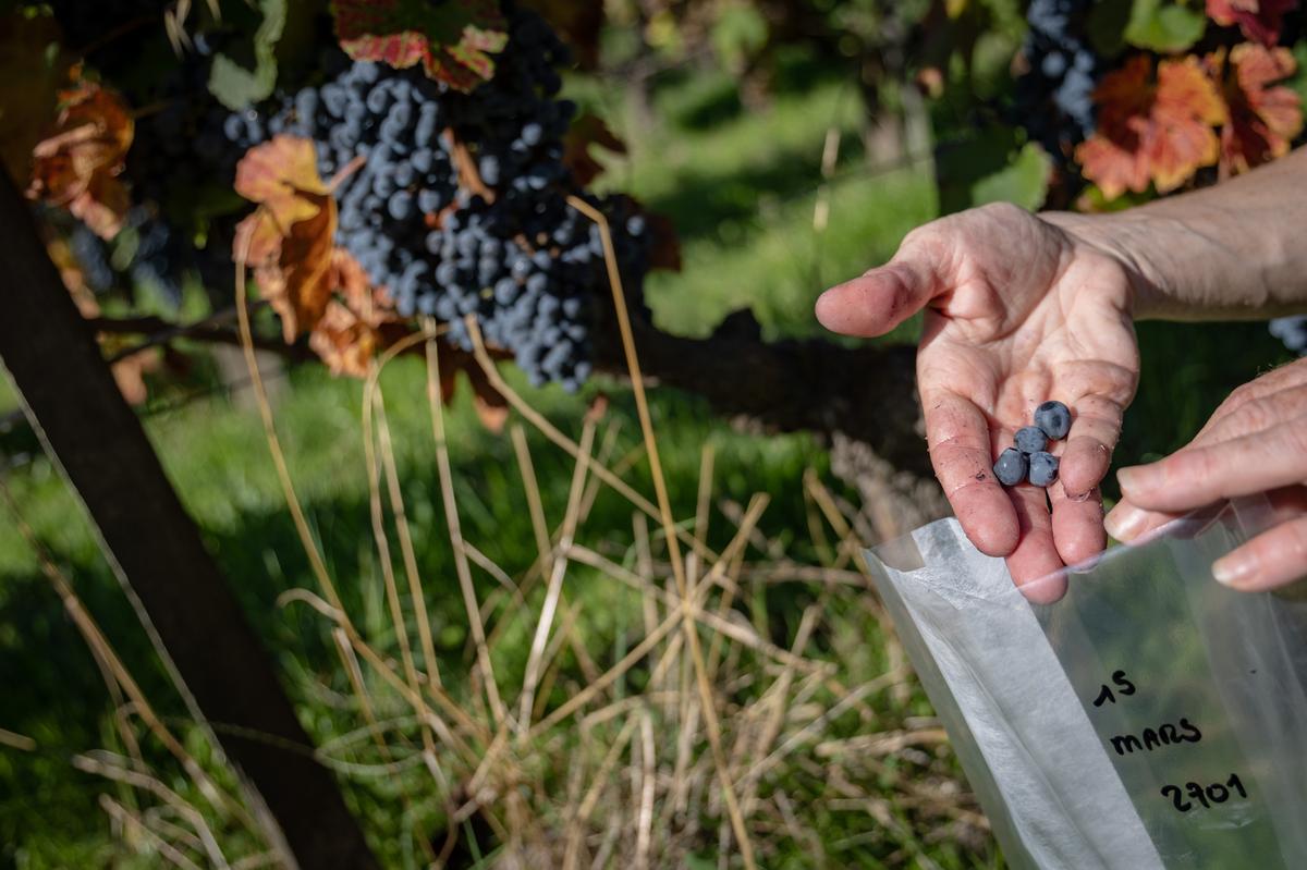 À côté de Vitadapt, une autre parcelle expérimentale étudie les réseaux racinaires. Greffadapt rassemble 55 porte-greffes différents, greffés de cinq cépages typiquement français, soit 275 combinaisons. Les chercheurs étudient lesquels résistent le mieux à la chaleur ou plongent le plus profondément pour capter de l’eau.