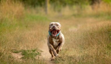 enceinte de 7 mois, elle perd son bébé après avoir été mordue par son chien