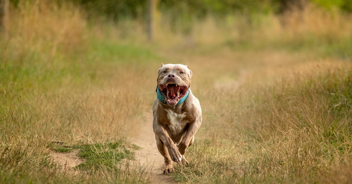 enceinte de 7 mois, elle perd son bébé après avoir été mordue par son chien