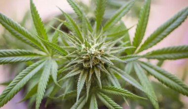 Île-de-France : des consommateurs de cannabis moins nombreux mais plus réguliers