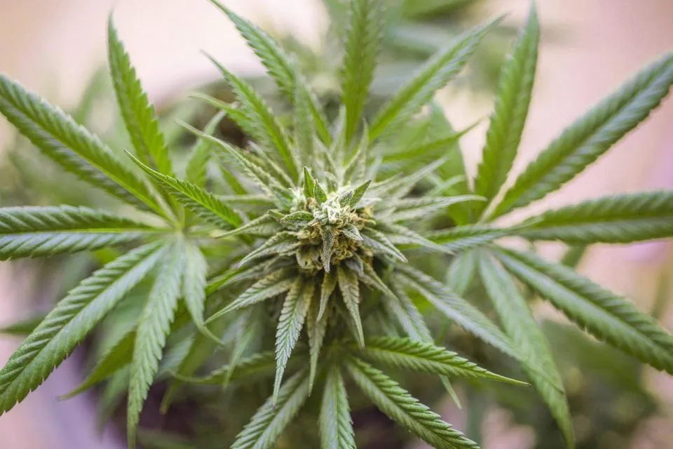 Île-de-France : des consommateurs de cannabis moins nombreux mais plus réguliers