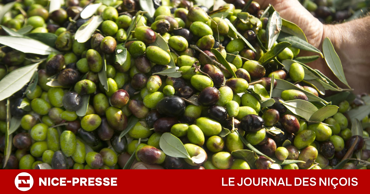 Nice région. Dans ces villages secrets de la Côte d’Azur, l’huile d’olive n’est pas un produit, c’est une religion que l’on savoure à chaque repas