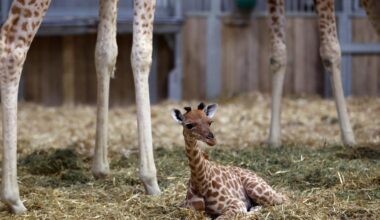Soupçons de maltraitance animale, accusations de «management toxique»... Le zoo de Bordeaux-Pessac dans la tourmente