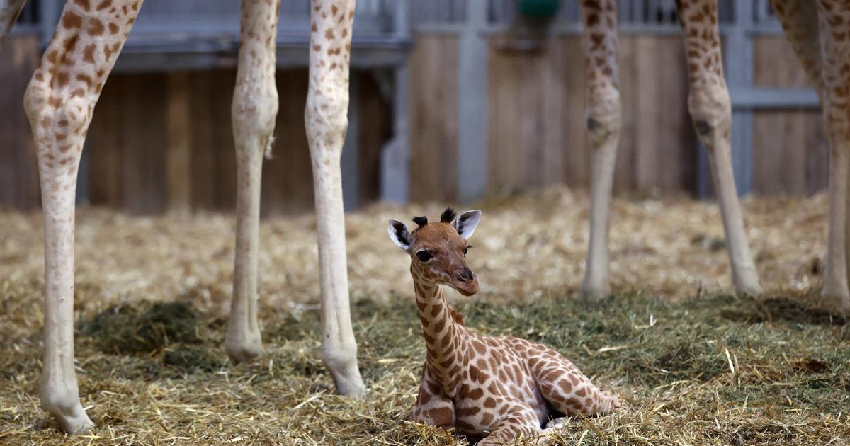 Soupçons de maltraitance animale, accusations de «management toxique»... Le zoo de Bordeaux-Pessac dans la tourmente