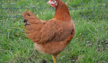 11 000 poules plein air à sauver de l'abattoir entre Rennes et Saint-Malo
