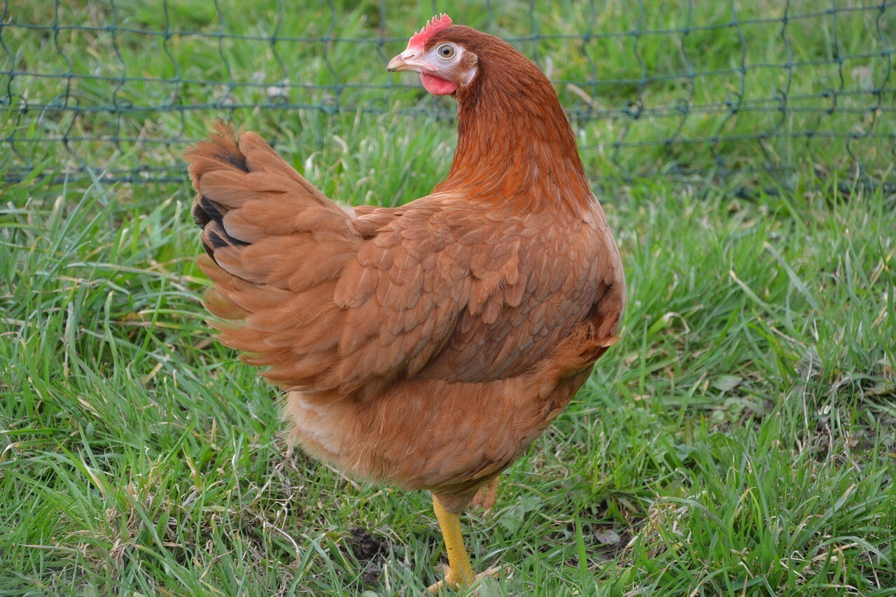 11 000 poules plein air à sauver de l'abattoir entre Rennes et Saint-Malo
