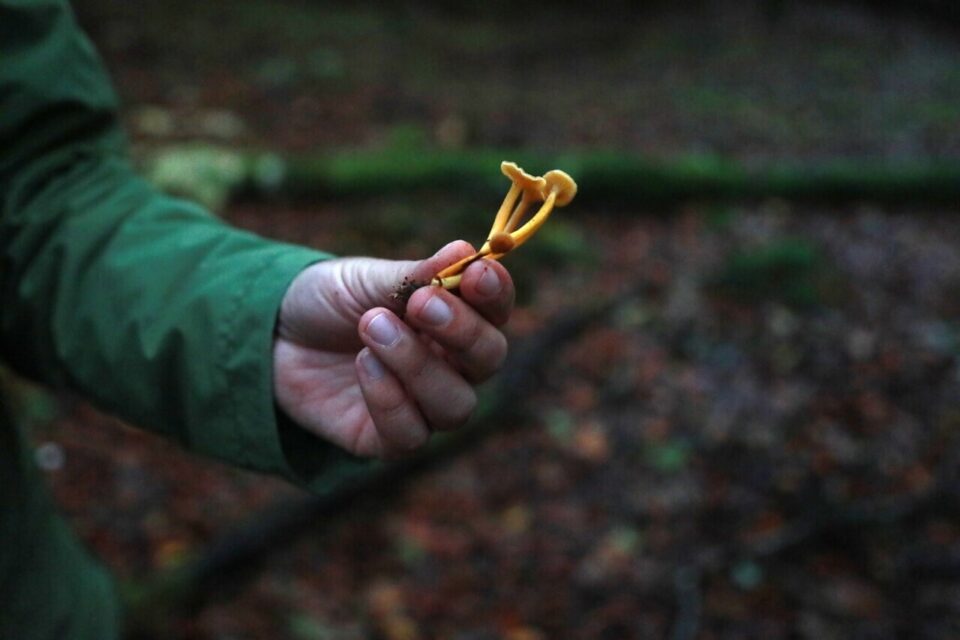La chanterelle en tube se trouve souvent au pied des conifères. Semblable à la girolle, c'est un excellent comestible.